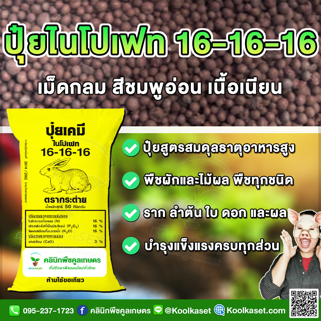 ปุ๋ยสูตร 16-16-16 ตรากระต่าย บำรุง ราก ต้น ดอก เต็มสูตร แท้ 100% คูล ...