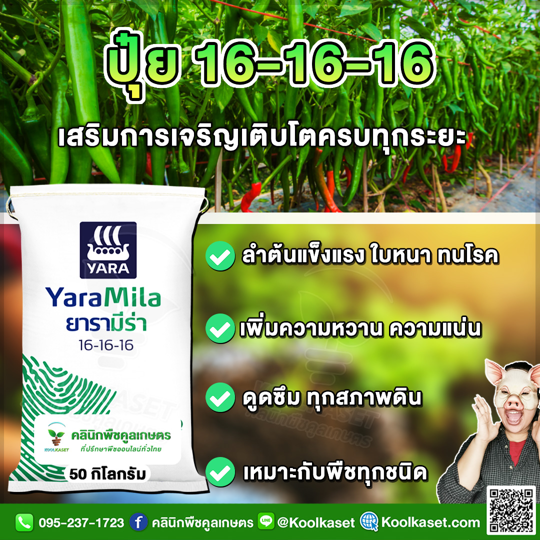 ปุ๋ยสูตร 16-16-16 ตรายาร่า สูตรเสมอ บำรุงต้น ดอก เต็มสูตร แท้ 100% คูล ...