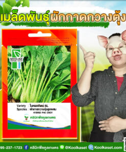 พันธุ์ผัก ผักกาดกวางตุ้ง ใบหยกทิพย์ SL ปลูกง่ายได้ทุกฤดู ใบหนา สีสวย คลินิกพืชคูลเกษตร