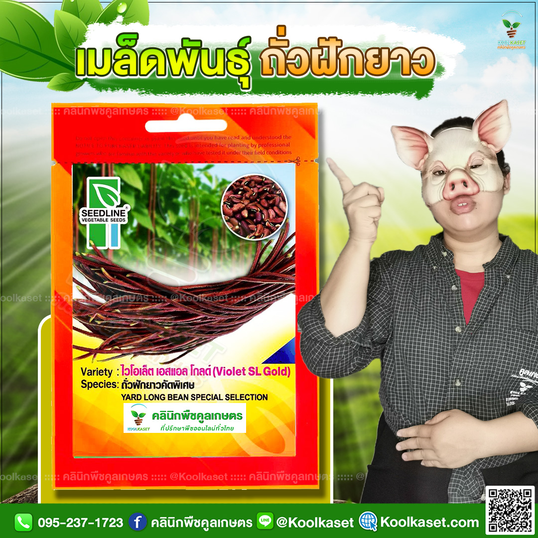 02 ปกซองเมล็ดผัก ถั่วฝักยาว JPG80