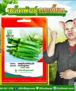 พันธุ์ผัก กระเจี๊ยบ อพอลโล SL ซีดไลน์ ฝักสีเขียวเข้ม ผลยาว ให้ผลผลิตเร็ว ปลูกได้ ตลอดปี คลินิกพืชคูลเกษตร