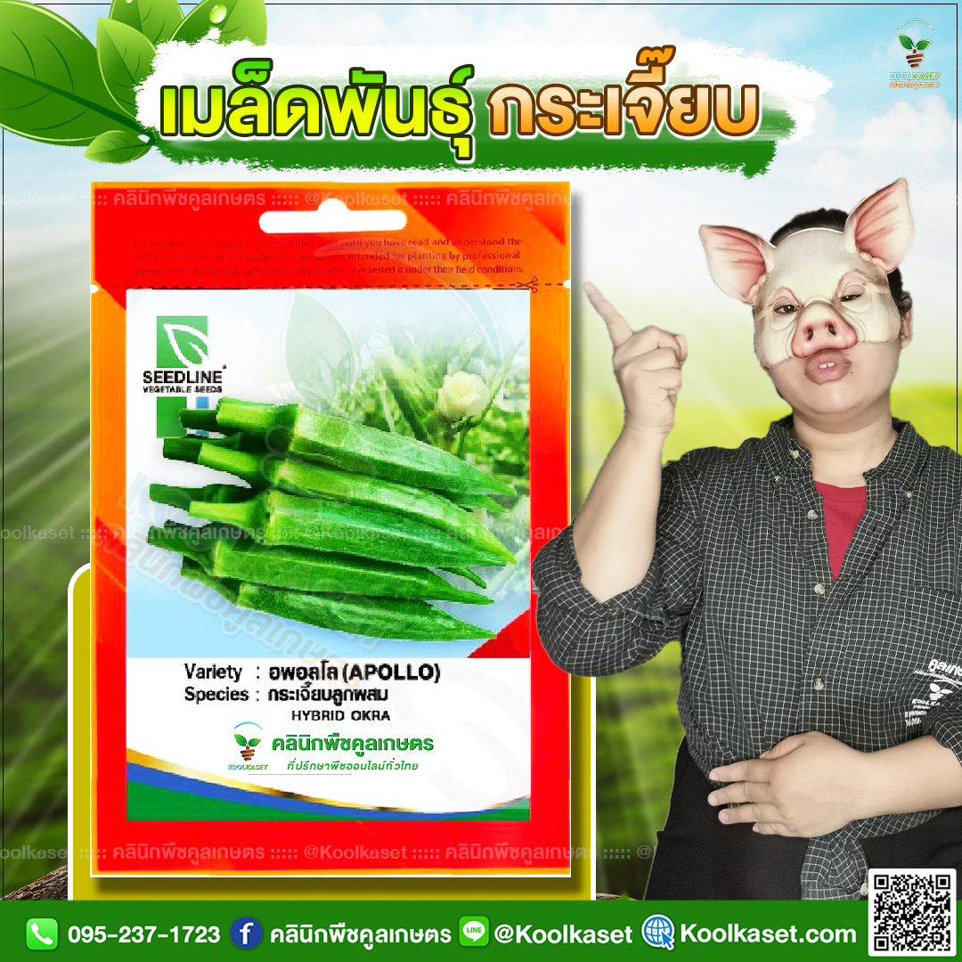 05 ปกซองเมล็ดผัก กระเจี๊ยบ JPG80