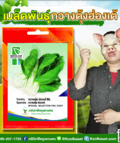 พันธุ์ผัก กวางตุ้ง ฮ่องเต้ SL ซีดไลน์ ต้นใหญ่ ทรงสวย ปลูกง่าย ได้ตลอดปี คลินิกพืชคูลเกษตร