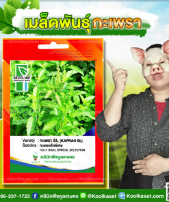 พันธุ์ผัก กะเพรา SL ซีดไลน์ แตกแขนงดี ใบใหญ่ สีเขียวสด ให้ผลผลิตสูง คลินิกพืชคูลเกษตร