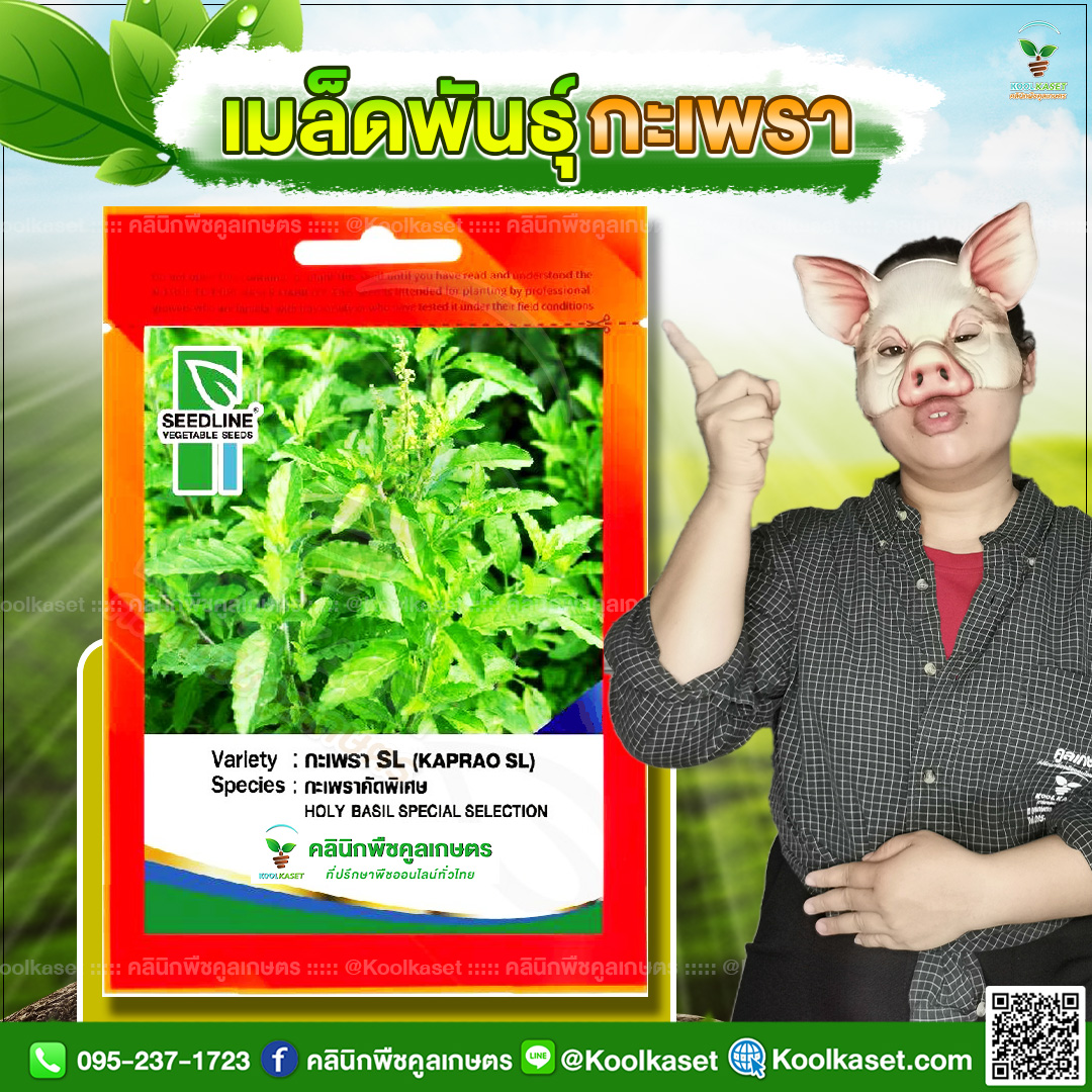 09 ปกซองเมล็ดผัก กระเพรา JPG80