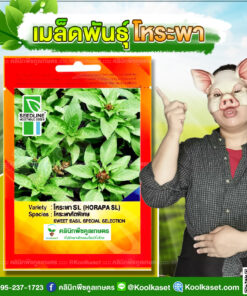 เมล็ดพันธุ์ผัก โหระพาคัดพิเศษ SL ซีดไลน์ โตดี ใบใหญ่ สีเขียวสด มีกลิ่นหอม น้ำหนักดี ปลูกได้ทั้งปี คลินิกพืชคูลเกษตร