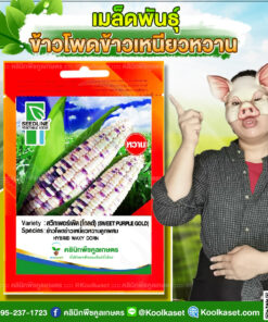 พันธุ์ผัก ข้าวโพดข้าวเหนียว สวีทเพอร์เพิล SL ซีดไลน์ ต้นแข็งแรง ฝักใหญ่ เหนียวนุ่ม คลินิกพืชคูลเกษตร