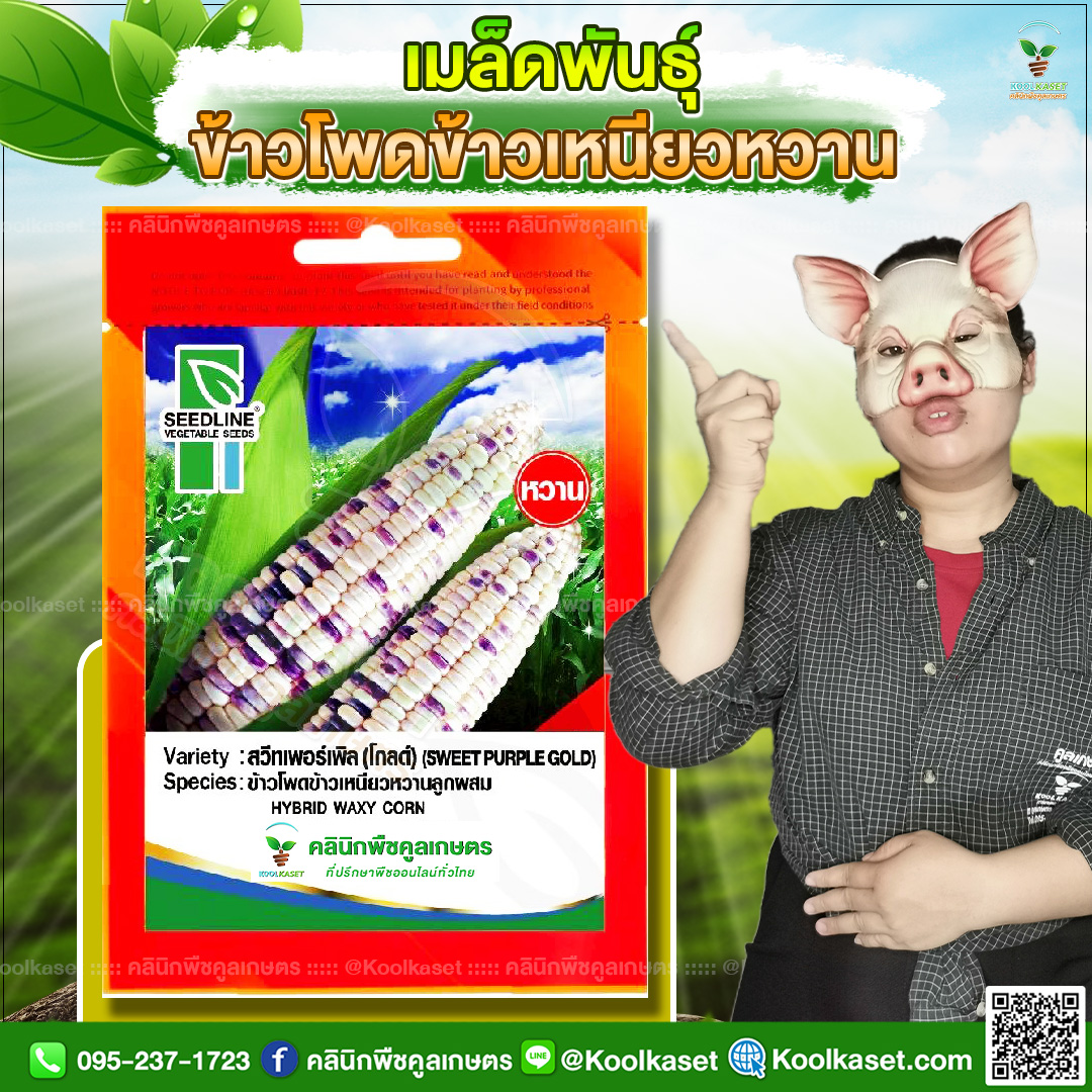 13 ปกซองเมล็ดผัก ข้าวโพดข้าวเหนียวหวาน JPG80