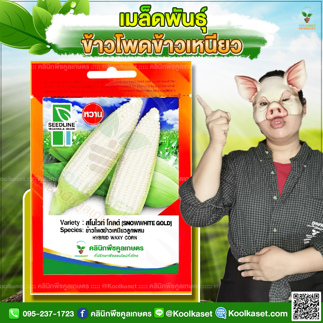 15 ปกซองเมล็ดผัก ข้าวโพดข้าวเหนียว JPG80