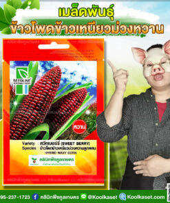 พันธุ์ผัก ข้าวโพดข้าวเหนียว ม่วงหวาน สวีทเบอร์รี่ SL ซีดไลน์ เนื้อเหนียว อร่อย ฝักสวย สีม่วง รสชาติหวาน คลินิกพืชคูลเกษตร