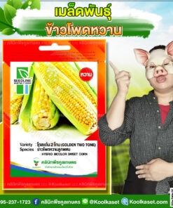 พันธุ์ผัก ข้าวโพดหวาน โกลเด้น 2โทน SL ซีดไลน์ ฝักใหญ่ เมล็ดสีเหลือง แซมขาว แข็งแรง รสชาติ หวานอร่อย คลินิกพืชคูลเกษตร