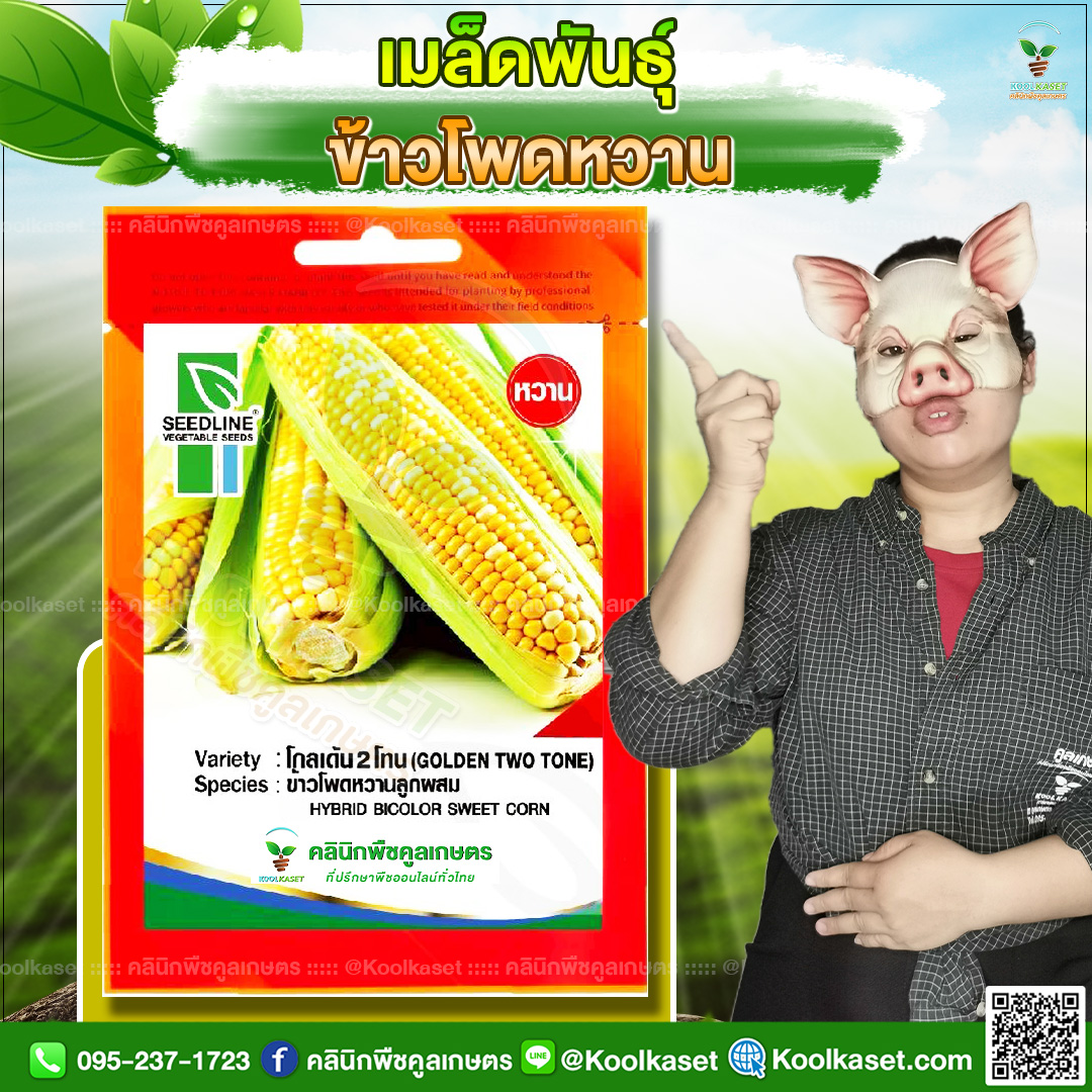 18 ปกซองเมล็ดผัก ข้าวโพดหวาน JPG80