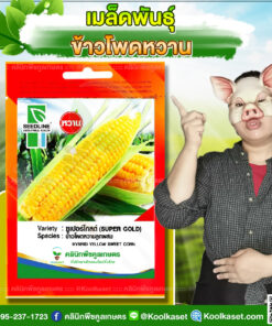 พันธุ์ผัก ข้าวโพดหวาน ซูเปอร์โกลด์ SL ซีดไลน์ เมล็ดสีเหลืองทอง รสชาติหวาน เก็บเกี่ยวได้เร็ว คลินิกพืชคูลเกษตร