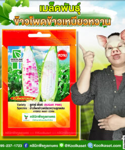 พันธุ์ผัก ข้าวโพดข้าวเหนียวหวาน ซูการ์พิ้งค์ SL ซีดไลน์ ฝักใหญ่ เหนียวนุ่ม เมล็ดสีขาว แซมชมพู คลินิกพืชคูลเกษตร