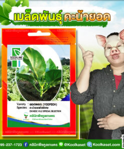 พันธุ์ผัก คะน้า ยอดเพชร ซีดไลน์ ปลูกง่าย งอกดี โตไว อวบใหญ่ ใบหนา ไม่หักง่าย คลินิกพืชคูลเกษตร