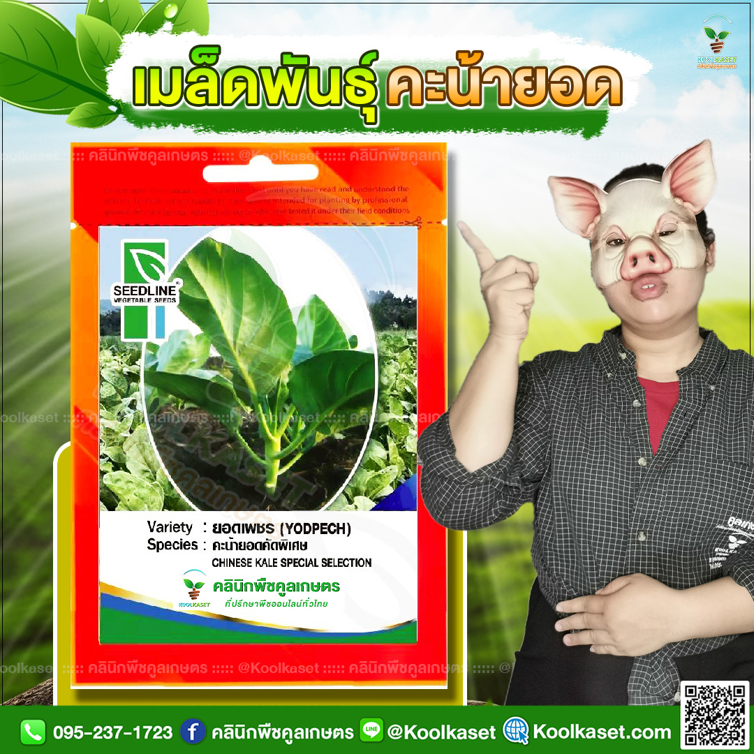 25 ปกซองเมล็ดผัก คะน้ายอด JPG80