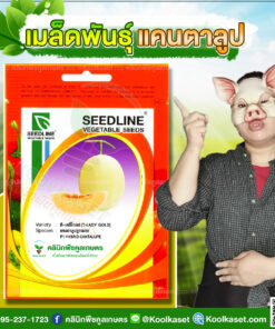 พันธุ์ผัก แคนตาลูป ที-เลดีโกลด์ ซีดไลน์ ติดผลดก ขั้วสั้น เหนียว ไม่หลุดง่าย รสชาติหวานหอม คลินิกพืชคูลเกษตร