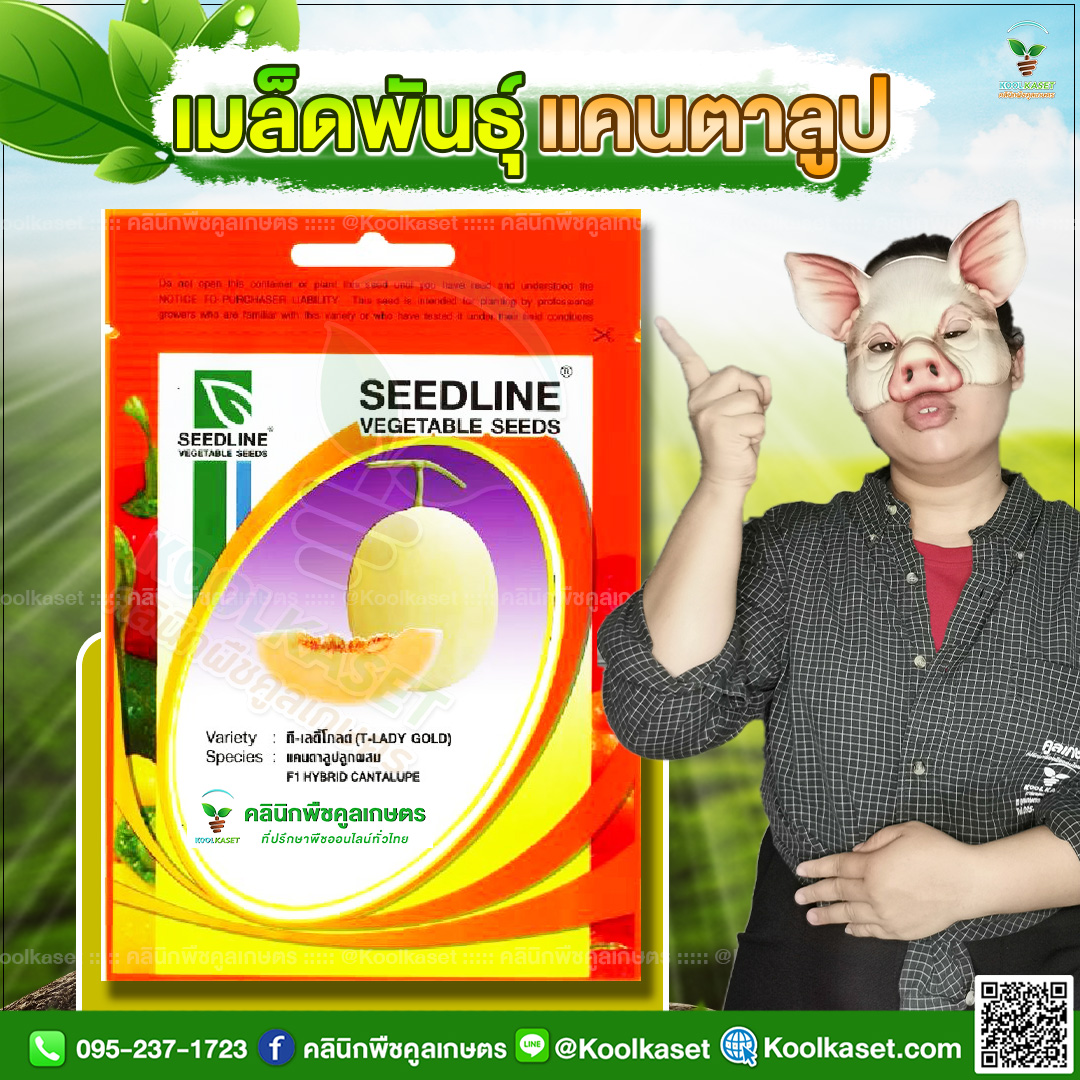 27 ปกซองเมล็ดผัก แคนตาลูป JPG80