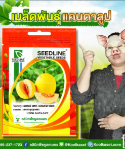 พันธุ์ผัก แคนตาลูป ปลูกผสม ออเรจ์สตาร์ ซีดไลน์ ติดผลดก ผิวเรียบ เนื้อสีส้ม กรอบหวาน คลินิกพืชคูลเกษตร