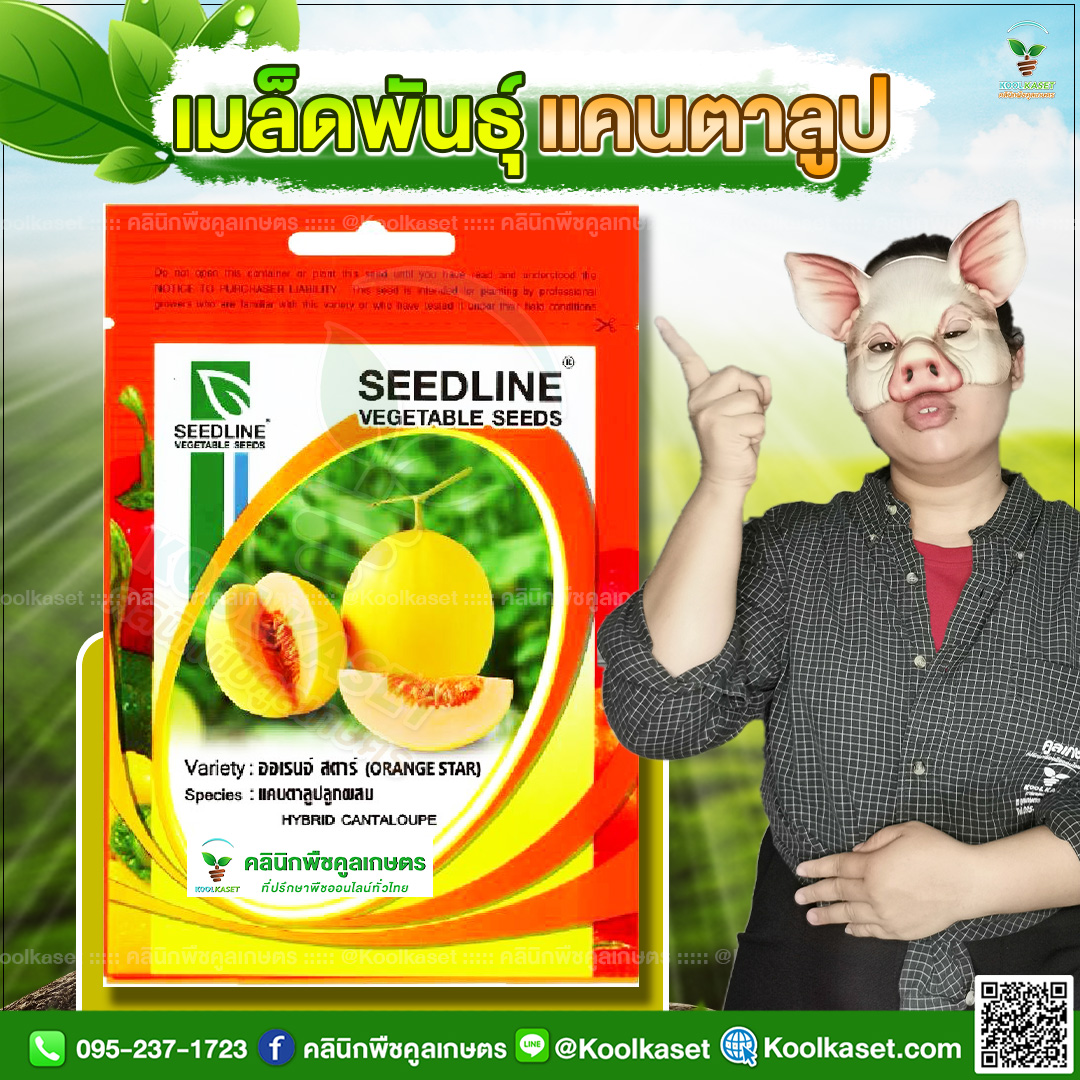 28 ปกซองเมล็ดผัก แคนตาลูป JPG80(1)