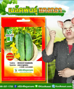 พันธุ์ผัก แตงกวา แรงเยอร์ SL ซีดไลน์ ต้นแข็งแรง ลูกตรง ทรงสวย ผลดก ผลสีเขียวอ่อน คลินิกพืชคูลเกษตร