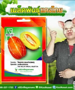 พันธุ์ผัก แตงไทย ไหมทอง SL ซีดไลน์ ผลดก เนื้อแน่น มีกลิ่นหอม รสชาติหวาน ปลูกได้ตลอดปี คลินิกพืชคูลเกษตร