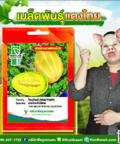 พันธุ์ผัก แตงไทย ไหมทิพย์ SL ซีดไลน์ หอมหวาน เนื้อแน่น ผลสวย ผลดก น้ำหนักดีคลินิกพืชคูลเกษตร