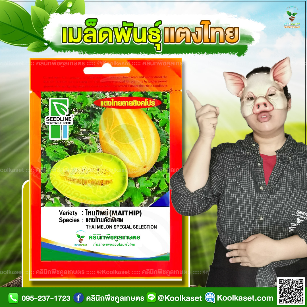 34 ปกซองเมล็ดผัก แตงไทย JPG80