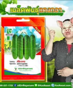 พันธุ์ผัก แตงกวา ลีโอ SL ซีดไลน์ โตเร็ว ผลยาว ลูกดก น้ำหนักดี คลินิกพืชคูลเกษตร