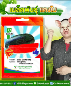 พันธุ์ผัก แตงโม ชาโดว์ SL ซีดไลน์ ปลูกง่าย เนื้อแน่น หวาน เปลือกบาง ผลทรงยาวรี คลินิกพืชคูลเกษตร