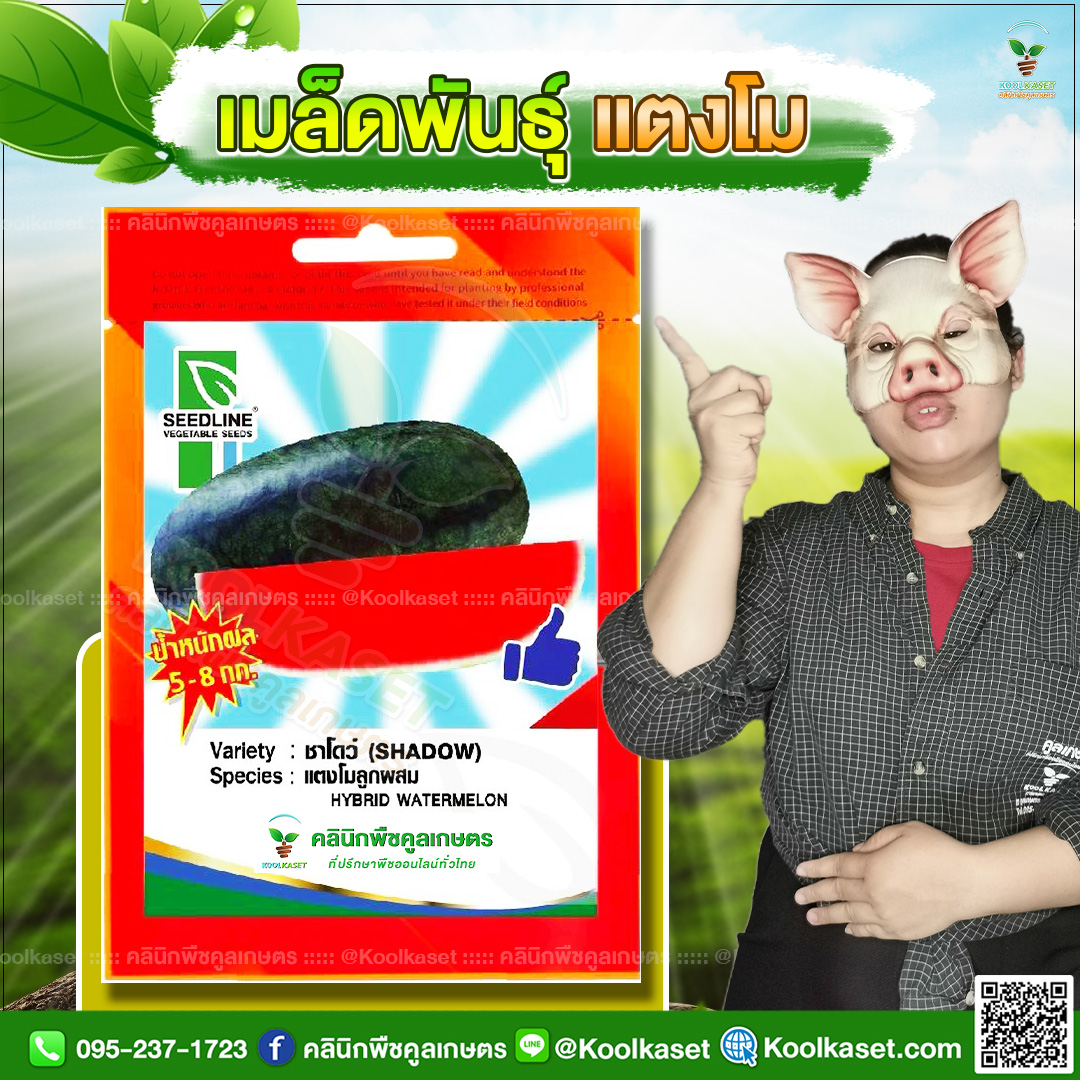 37 ปกซองเมล็ดผัก แตงโม JPG80