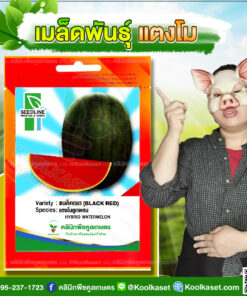 พันธุ์ผัก แตงโม แบล็คเรด SL ซีดไลน์ ผลกลมรี ลูกใหญ่ เปลือกบาง ผิวสีดำ สลับลายทาง สีเข้ม รสชาติหวาน คลินิกพืชคูลเกษตร