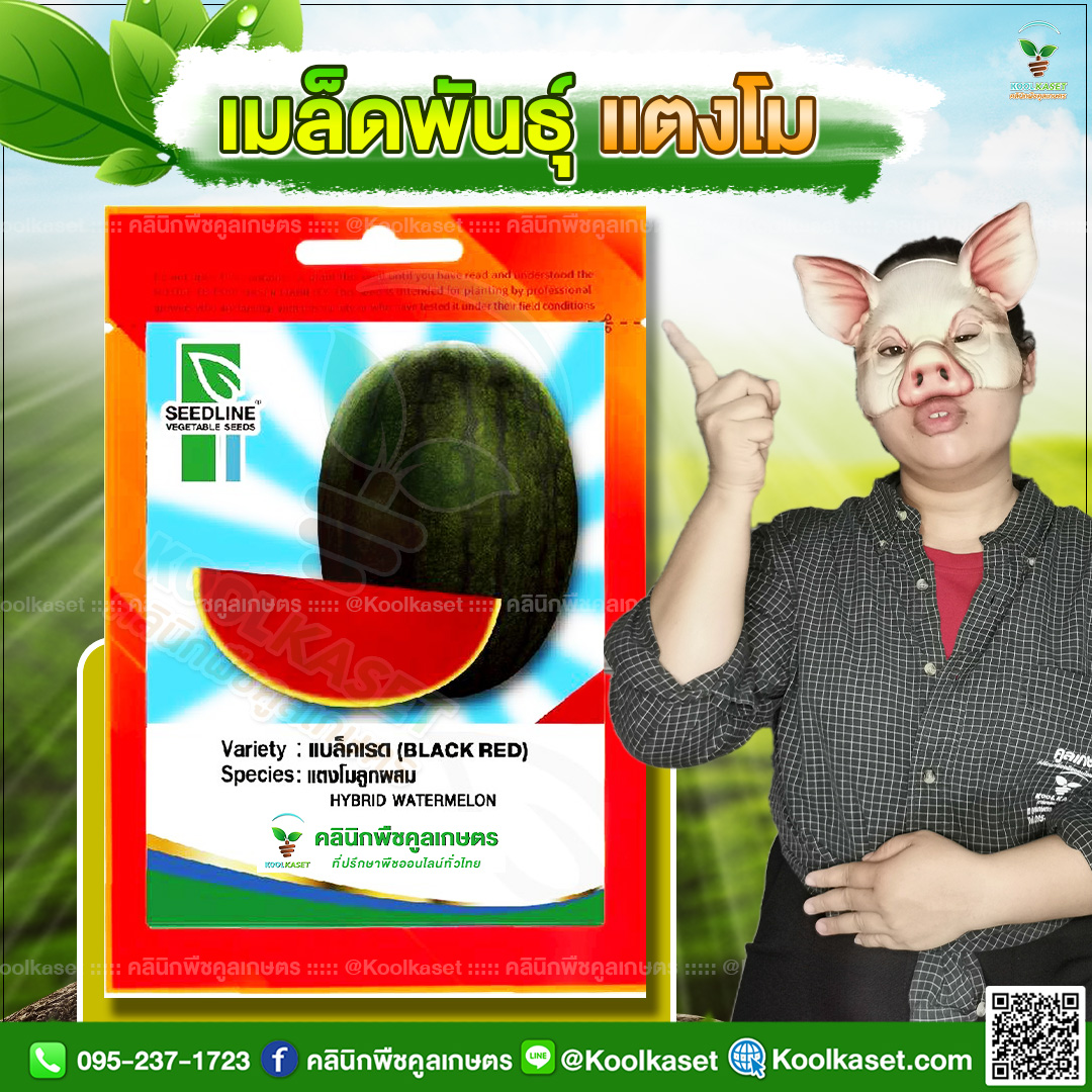 38 ปกซองเมล็ดผัก แตงโม JPG80