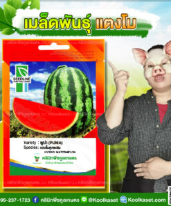 พันธุ์ผัก แตงโม พูม่า SL ซีดไลน์ แข็งแรง ลูกใหญ่พิเศษ เนื้อสีแดงเข้ม เนื้อแน่น หวาน คลินิกพืชคูลเกษตร