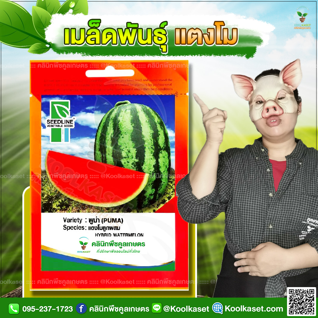 39 ปกซองเมล็ดผัก แตงโม JPG80