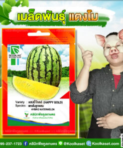 พันธุ์ผัก แตงโม แฮปปี้โกลด์ SL ซีดไลน์ ปลูกง่าย โตไว ผลสวย ทรงยาวรี เนื้อสีเหลือง หวาน คลินิกพืชคูลเกษตร