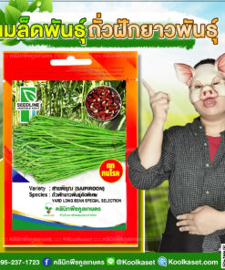 พันธุ์ผัก ถั่วฝักยาว สายพิรุณ SL ซีดไลน์ ฝักใหญ่ อวบแน่น สีเขียวสด เก็บเกี่ยวได้เร็ว คลินิกพืชคูลเกษตร
