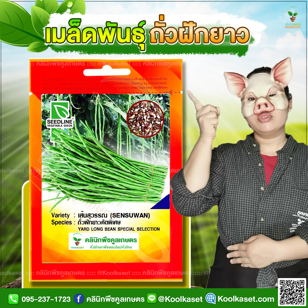 48 ปกซองเมล็ดผัก ถั่วฝักยาว JPG80