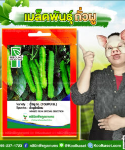 พันธุ์ผัก ถั่วพูคัดพิเศษ SL ซีดไลน์ ผลผลิตสูง ลำต้นแข็งแรง ฝักสีเขียว ให้ผลผลิตเร็ว คลินิกพืชคูลเกษตร