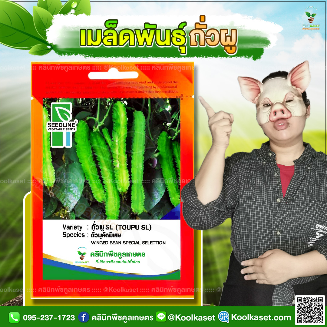 49 ปกซองเมล็ดผัก ถั่วผู JPG80