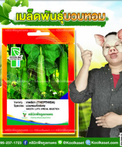 พันธุ์ผัก บวบหอม เทพธิดาSL ซีดไลน์ ติดผลดก ผลสีเขียว รสชาติดี น้ำหนักดี คลินิกพืชคูลเกษตร