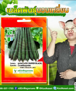 พันธุ์ผัก บวบเหลี่ยม ชูเปอร์แบร็ค SL ซีดไลน์ ต้นแข็งแรง ผลดก ผิวสีเขียวเข้ม ผลตรง ปลูกได้ทุกฤดู คลินิกพืชคูลเกษตร