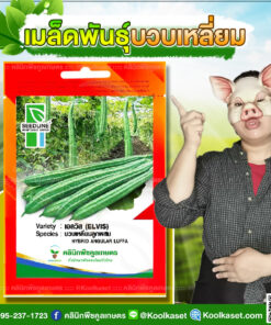พันธุ์ผัก บวบเหลี่ยม เอลวิส ซีดไลน์ SL ต้นแข็งแรง ผลยาว ผลตรง สีเขียวนวล ปลูกได้ทุกฤดู คลินิกพืชคูลเกษตร