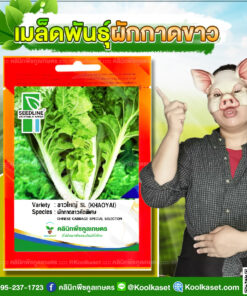 พันธุ์ผัก ผักกาดขาว ขาวใหญ่ SL ซีดไลน์ ทรงยาว ทนร้อนได้ ปลูกง่าย ดูแลง่าย คลินิกพืชคูลเกษตร