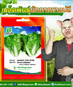 พันธุ์ผัก ผักกาดขาวปลี เดอะสตาร์ SL ซีดไลน์ กรอบ หัวแน่น น้ำหนักดี เก็บผลได้เร็ว คลินิกพืชคูลเกษตร