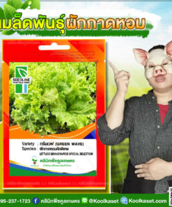 พันธุ์ผัก ผักกาดหอม คัดพิเศษ กรีนเวฟ SL ซีดไลน์ กอใหญ่ น้ำหนักดี รสชาติกรอบ คลินิกพืชคูลเกษตร