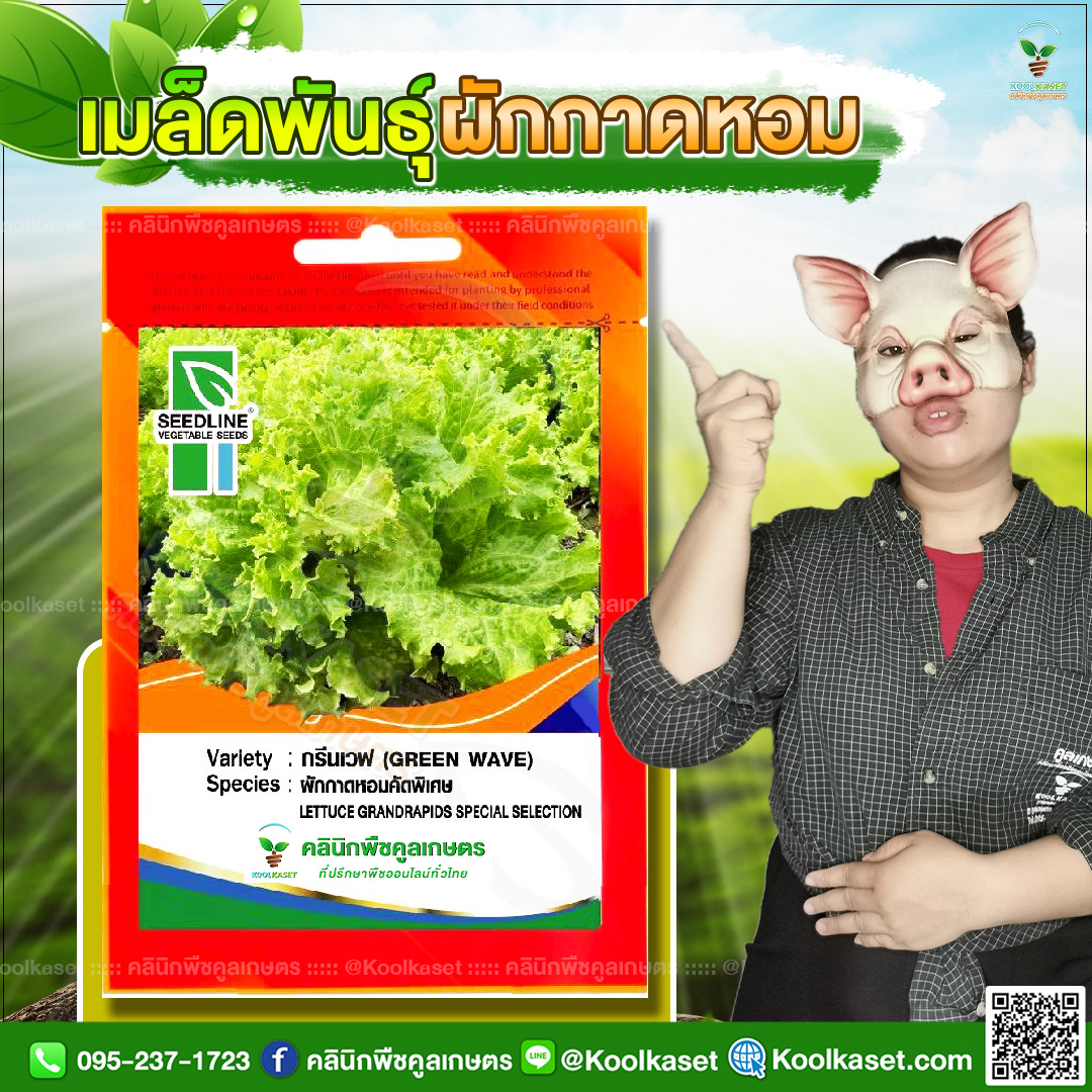 61 ปกซองเมล็ดผัก ผักกาดหอม JPG80