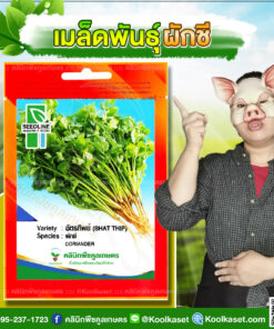 พันธุ์ผัก ผักชี ฉัตรทิพย์ ซีดไลน์ คุณภาพดี แตกกอดี ใบใหญ่ ผลผลิตดี ยืดเวลาเก็บได้ คลินิกพืชคูลเกษตร