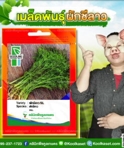 พันธุ์ผัก ผักชีลาว ผักชีลาวSL ซีดไลน์ คุณภาพดี งอกดี กอใหญ่ ใบเขียว กลิ่นหอม คลินิกพืชคูลเกษตร