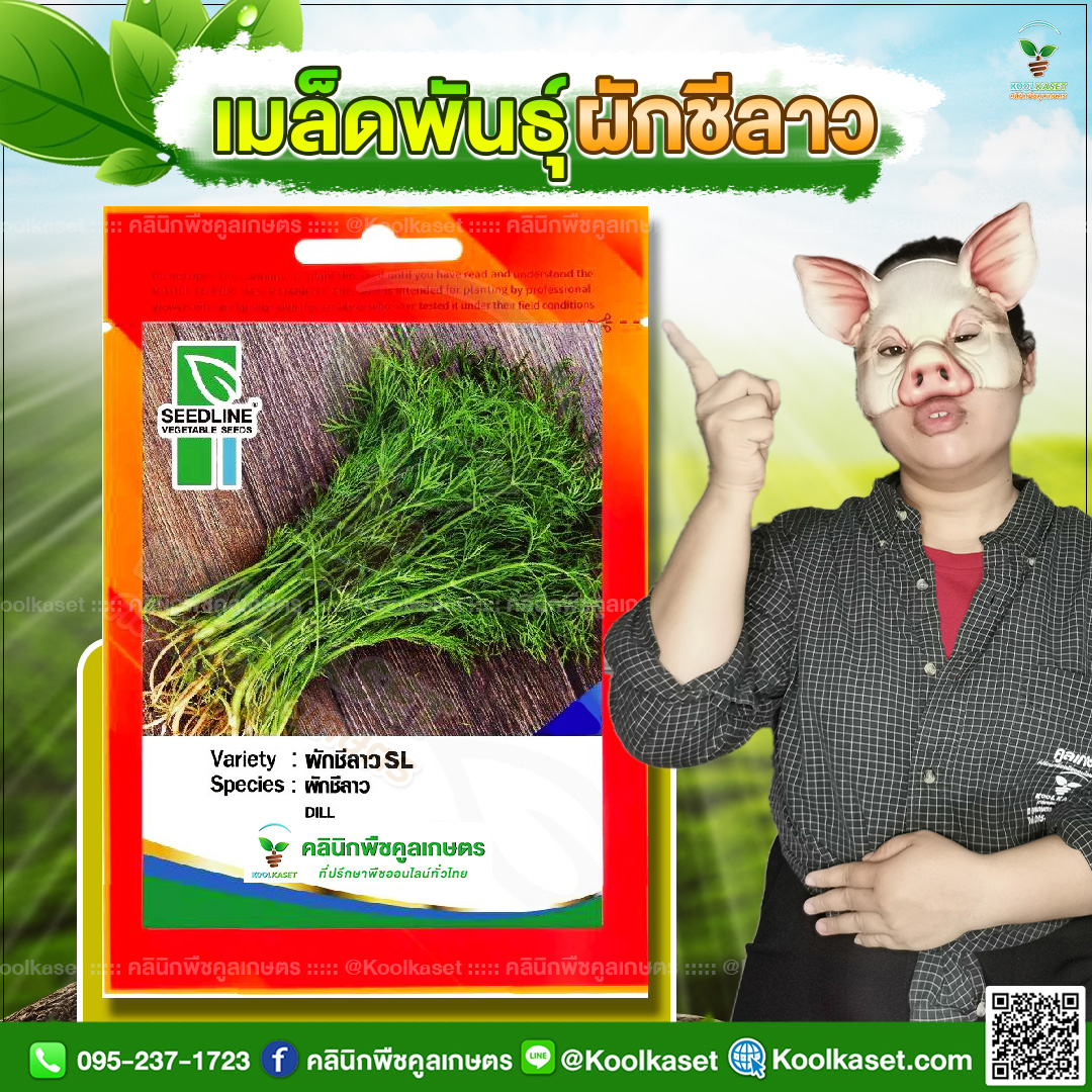66 ปกซองเมล็ดผัก ผักชีลาว JPG80